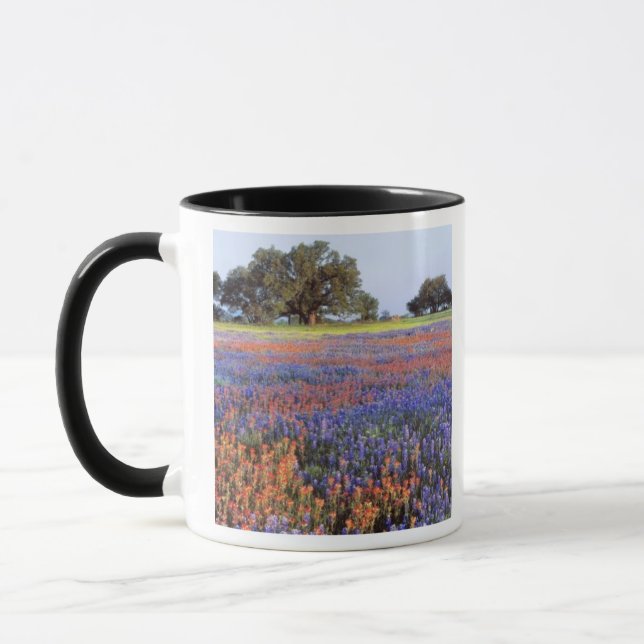Taza EE.UU., Texas, Llano. Bluebonnets y redbonnet (Izquierda)