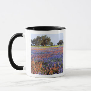 Taza EE. UU., Texas, Llano. Bluebonnets y redbonnets