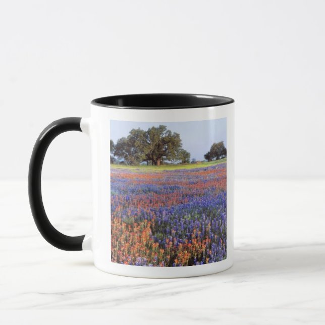 Taza EE. UU., Texas, Llano. Bluebonnets y redbonnets (Izquierda)