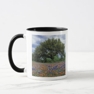 Taza EE. UU., Texas, Marble Falls Paintbrush y