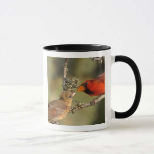 Taza EE. UU., Texas, Valle del Río Grande, McAllen. Apa