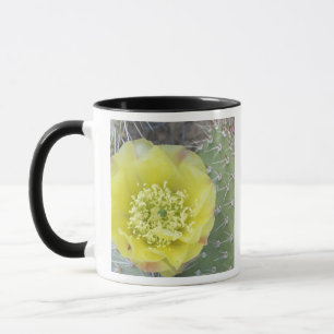 Taza EE. UU., Utah, Canyonlands, NP, Pera espinosa del 