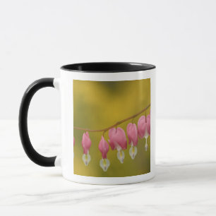 Taza EE. UU., Virginia, Arlington, primer plano de rosa