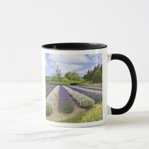 Taza EE. UU., WA, Sequim, Purple Haze Lavender Farm