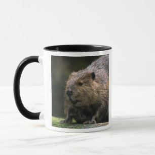 Taza EE. UU., Washington, Northwest Trek. Castor