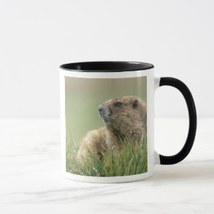 Taza EE.UU., Washington, NP olímpico, marmota olímpica