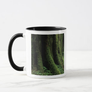 Taza EE. UU., Washington, Parque Nacional Olímpico, 2