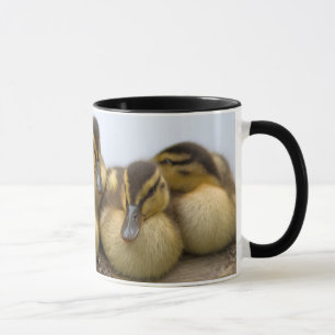 Taza EE. UU., Washington, Seattle, lago Washington