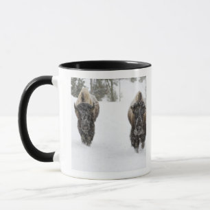 Taza EE. UU., WY, Parque Nacional Yellowstone, Bisonte