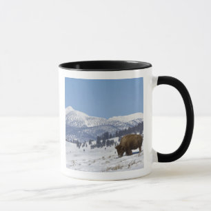Taza EE. UU., WY, Parque Nacional Yellowstone, Bisonte