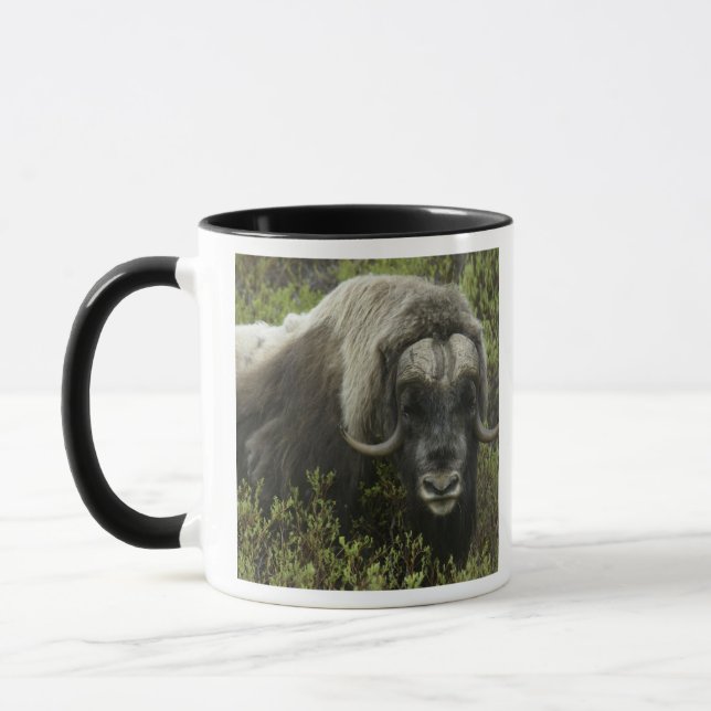 Taza EEUU, Alaska, Nome. Cierre del buey almizclero (Izquierda)