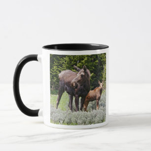 Taza EEUU, Wyoming, Montañas Bighorn, Alces de alce