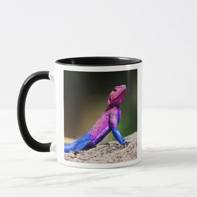 Taza El Agama de cabezo chata de Mwanza en roca (Izquierda)