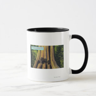 Taza El árbol registrado más grande en el árbol A.C.