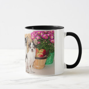 Taza El Chihuahua está en caída