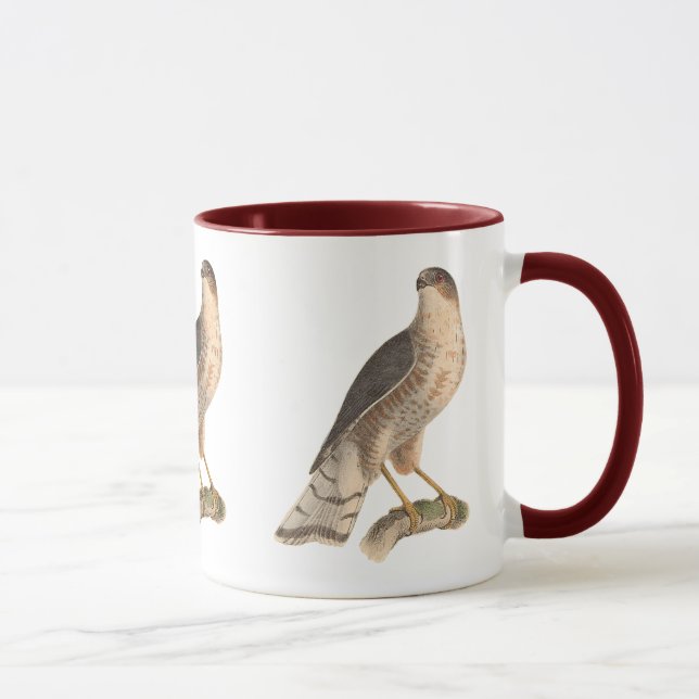 Taza El Halcón de pizarra (fuscus astur) (Derecha)