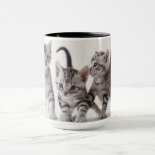 Taza El jugar de Shorthair de tres americanos