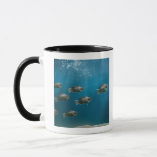 Taza El un Mar Negro bajo llevando una escuela