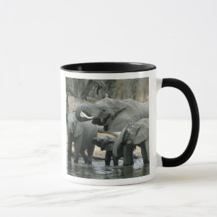 Taza Elefante Africano (Loxodonta africana), bebiendo