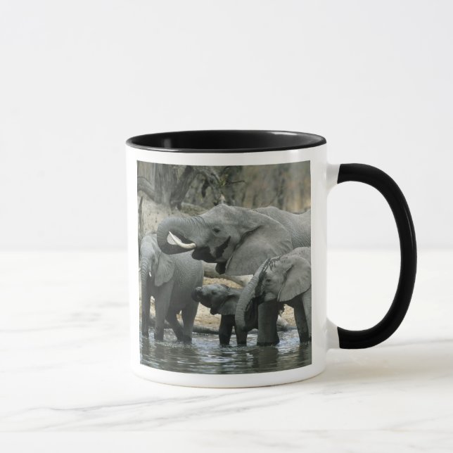 Taza Elefante Africano (Loxodonta africana), bebiendo (Derecha)
