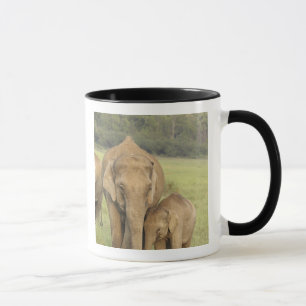 Taza Elefante indio / asiático y cría, Corbett
