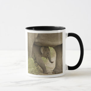 Taza Elefante indio / asiático y cría, Corbett