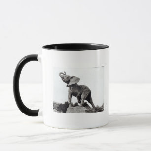 Taza Elefante joven cogido en una trampa