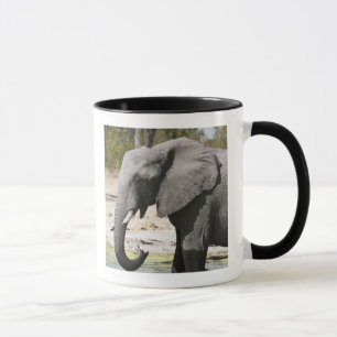 Taza Elefante (Loxodonta africana), canal de Savute