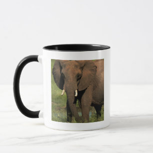 Taza Elefante (Loxodonta Africana), Hwange Nacional
