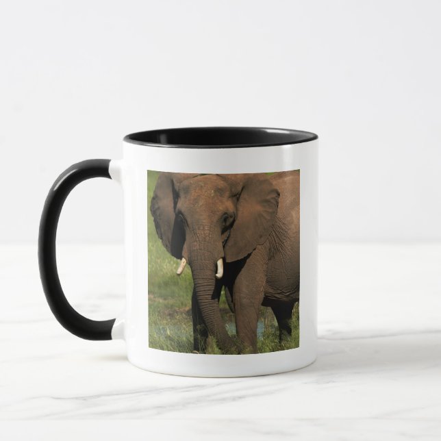Taza Elefante (Loxodonta Africana), Hwange National (Izquierda)