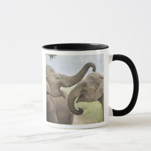 Taza Elefantes asiáticos indios jugando a luchar
