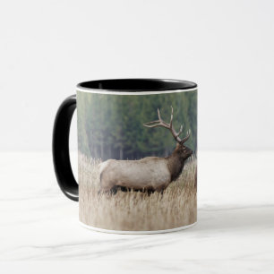 Taza Elk de toro en Meadow Parque nacional Yellowston