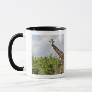 Taza En safari en Tanzania, África. 2