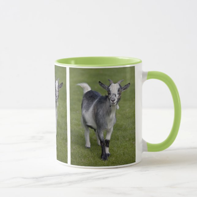 Taza enana de la cabra (Derecha)