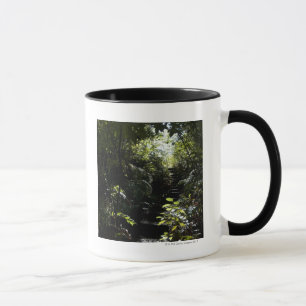 Taza Escalera/sendero rústicos en el bosque, luz del