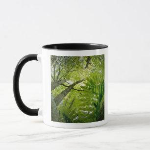 Taza Escena forestal en el Parque Nacional Acadia, Main