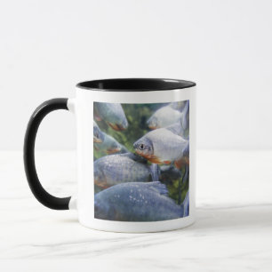 Taza Escuela de las pirañas (nattereri de Pygocentrus)