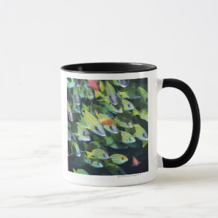 Taza Escuela de los pescados 7
