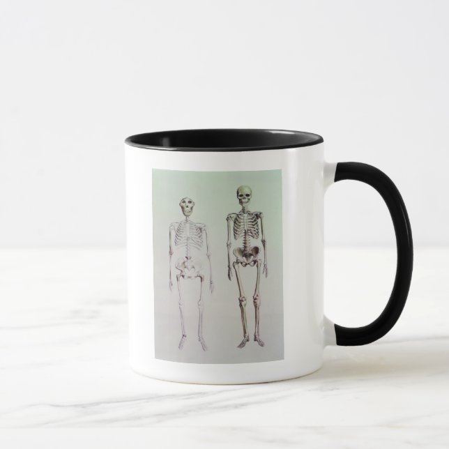 Taza Esqueletos del australopiteco Boisei (Derecha)