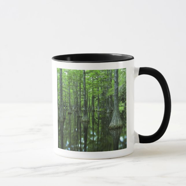 Taza Estados Unidos, Florida, Bosque Nacional Apalachic (Derecha)