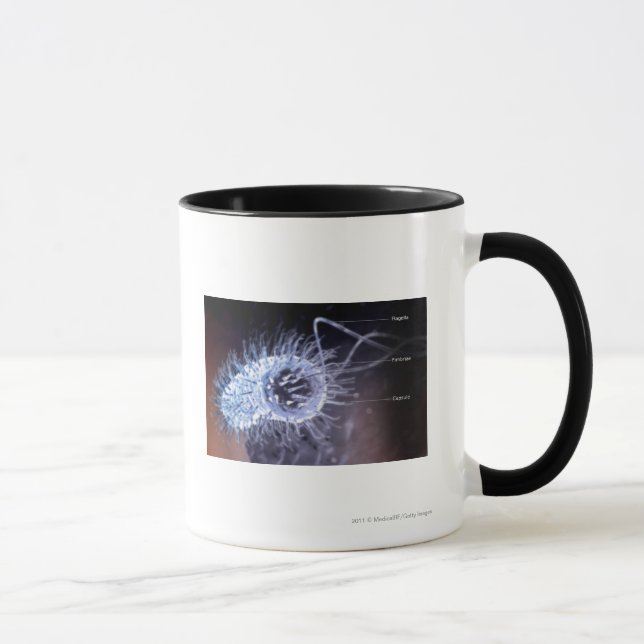 Taza Estructura de una célula de los píloros del (Derecha)