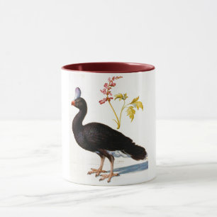 Taza Estudio de una Curassow Casmeada, Arcimboldo