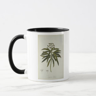 Taza Euforbio Mellifera