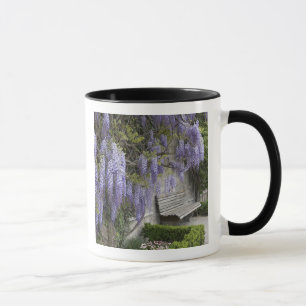Taza Europa, Austria, Salzburg Stadt, Salzburgo,