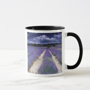 Taza Europa, Francia, Provenza. Campos de lavanda
