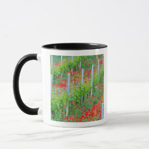 Taza Europa, Italia, Toscana. Coloridas amapolas rojas 