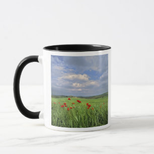 Taza Europa, Toscana, Poggiolo. Adormideras rojas se me