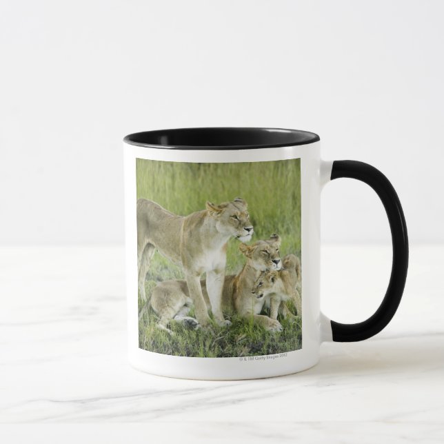 Taza Familia del león en Kenia, África (Derecha)