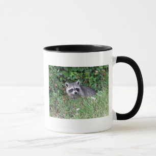 Taza Fauna