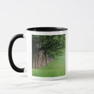 Taza Fila señorial de árboles, Louisville, Kentucky.